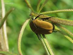 Hologymnetis cinerea