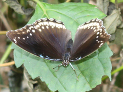 Hypolimnas bolina bolina