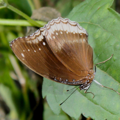 Hypolimnas bolina bolina