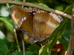 Hypolimnas bolina bolina