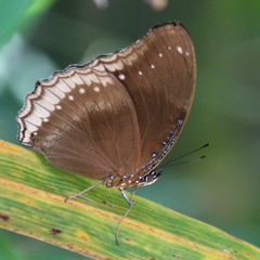 Hypolimnas bolina bolina