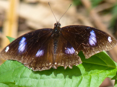 Hypolimnas bolina bolina