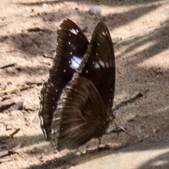 Hypolimnas bolina bolina