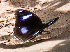 Hypolimnas bolina bolina