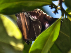 Hypolimnas bolina bolina