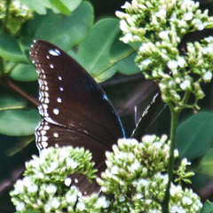 Hypolimnas bolina bolina