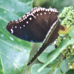 Hypolimnas bolina bolina