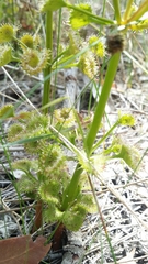 Drosera porrecta