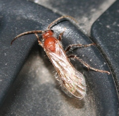 Sphaeropthalminae