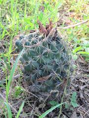 Coryphantha georgii