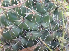 Coryphantha georgii