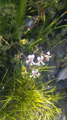 Pelargonium patulum