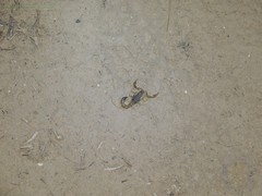 Mesobuthus bogdoensis