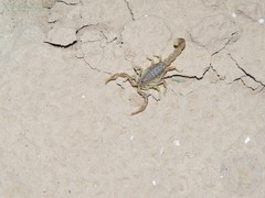 Mesobuthus bogdoensis