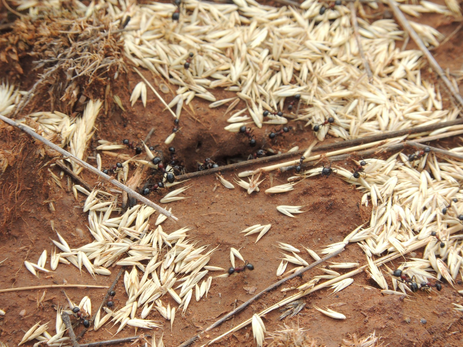 Messor denticulatus