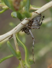 Oxyopes scalaris