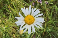 Brachyscome diversifolia