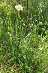 Brachyscome diversifolia