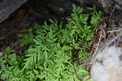 Cryptogramma stelleri image
