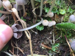 Micacei