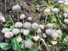 Micacei