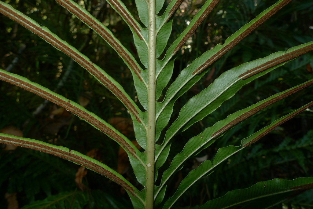 Dwarf Tree Fern