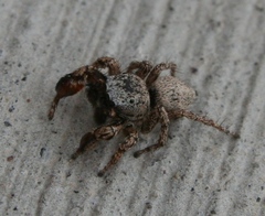 Habronattus oregonensis