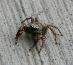 Habronattus oregonensis