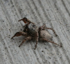 Habronattus oregonensis