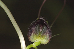Corybas trilobus