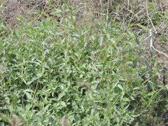 Nepeta ucranica