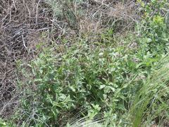 Nepeta ucranica