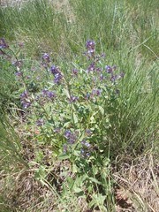 Nepeta ucranica