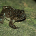 Forest Night Frog - Photo (c) Abhishek Jamalabad, some rights reserved (CC BY-NC-SA), uploaded by Abhishek Jamalabad