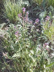 Nepeta ucranica