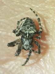 Araneus saevus
