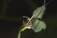 Corybas trilobus