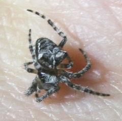 Araneus saevus