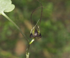 Corybas trilobus