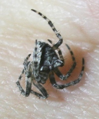 Araneus saevus