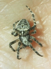 Araneus saevus