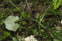 Corybas trilobus