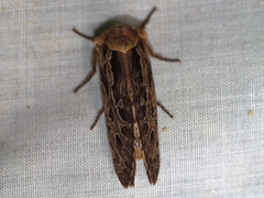 Oncopera fasciculatus