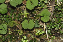 Corybas trilobus
