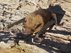 Noctule photo 3