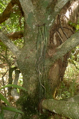 Haplopteris elongata