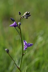 Arthropodium strictum