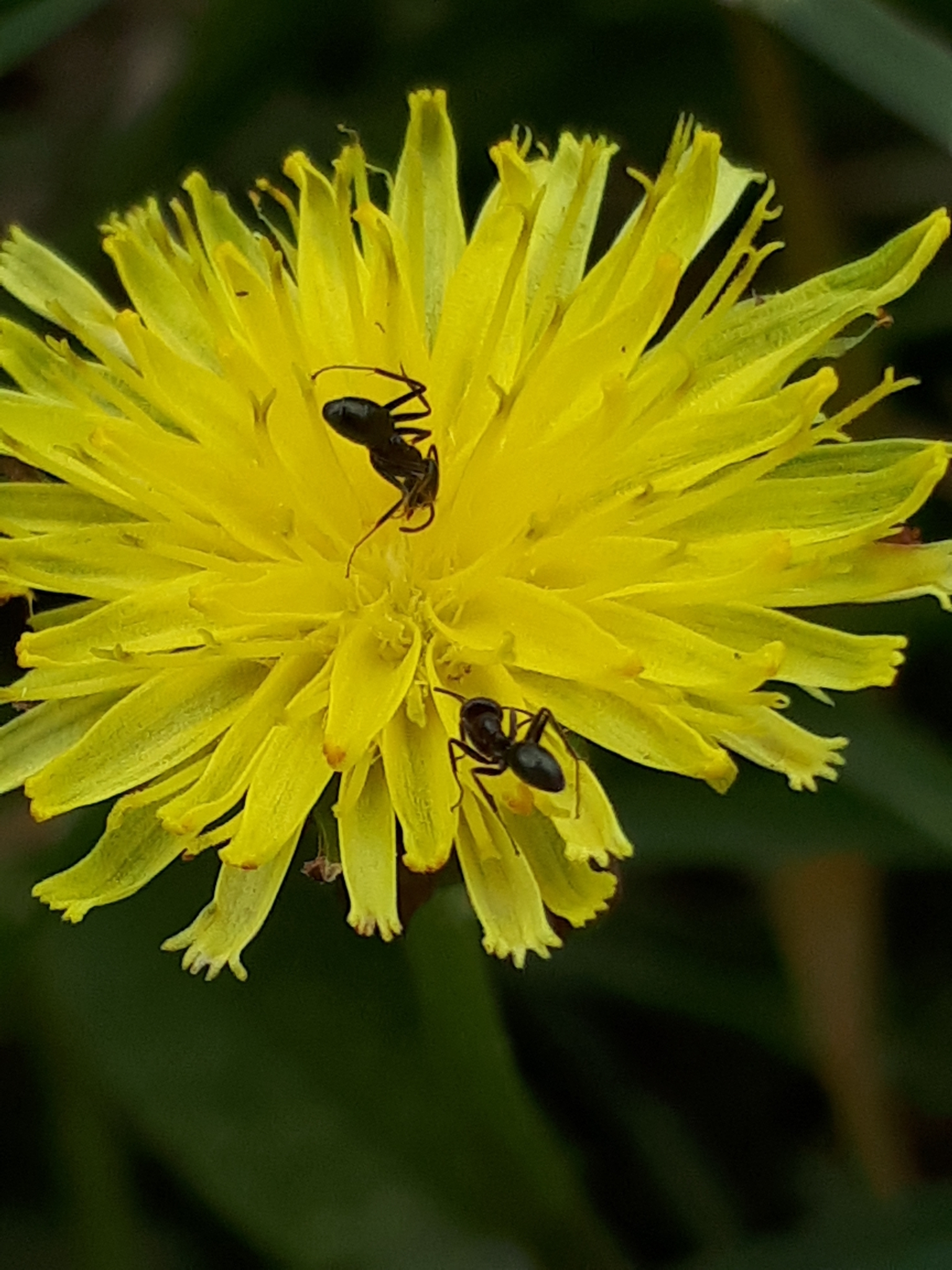 Iridomyrmex