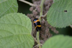 Cosmoscarta abdominalis