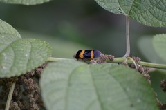 Cosmoscarta abdominalis